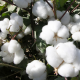 Cotton imports from Australia on the rise: