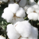 ICE cotton touches three-week peak as US storm threatens harvest