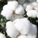 India: Late Cotton Arrivals Drive Market Higher