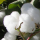 Uzbek cotton deal on hold over guarantee, price issues