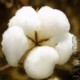Cotton Crop & Local Market