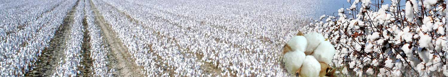 Best quality cotton supplier, Jaydeep Cotton is best cotton supplier in India