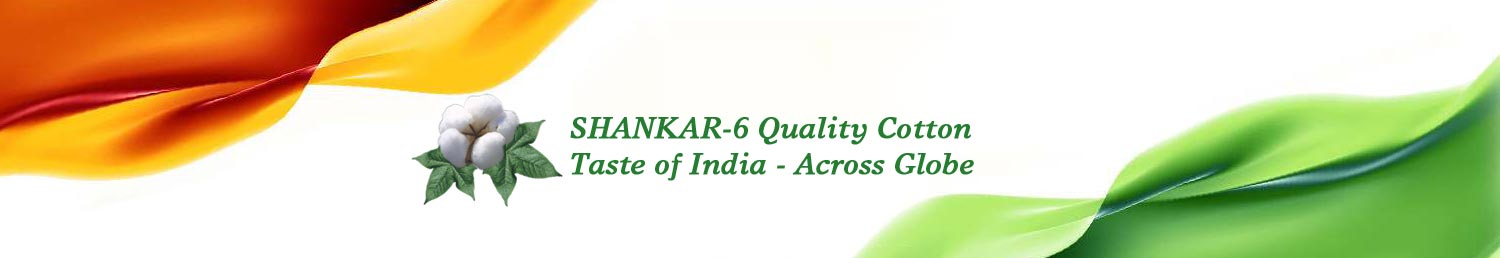 Sankar-6 best quality indian cotton, Sankar-6 Best Quality Indian Cotton | Taste of India - Across Globe